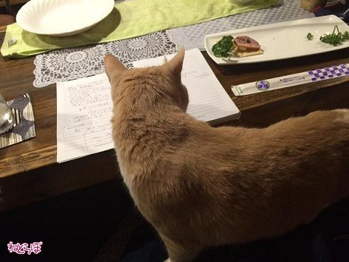 猫居酒屋赤茄子