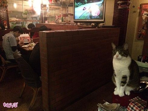 猫居酒屋赤茄子