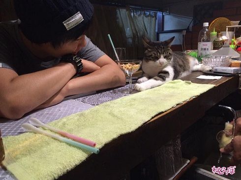 猫居酒屋赤茄子
