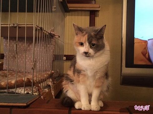 猫居酒屋赤茄子