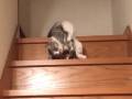 グニャーングニャーン　まるでこぼれた液体のように階段を降りる猫がやる気なさ過ぎてかわいい