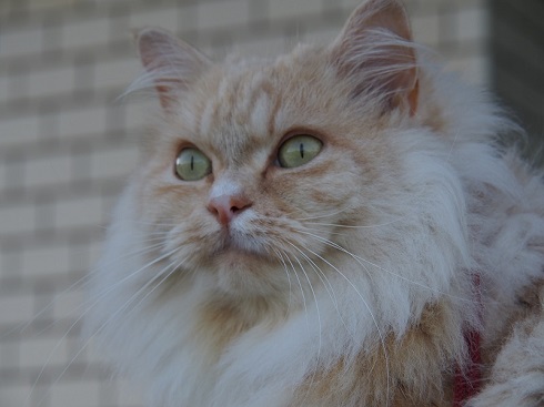 ねとらぼ生物部編集長