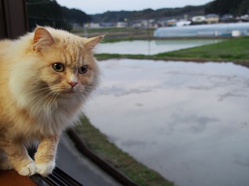 ねとらぼ生物部編集長