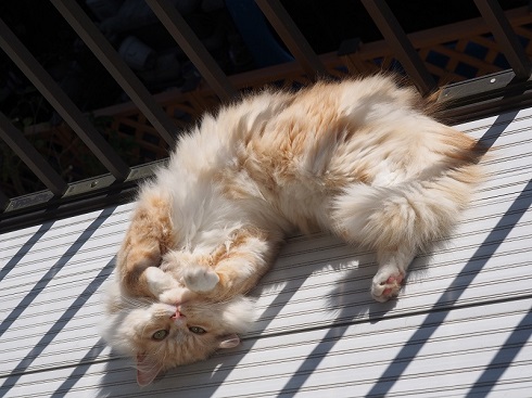 ねとらぼ生物部編集長