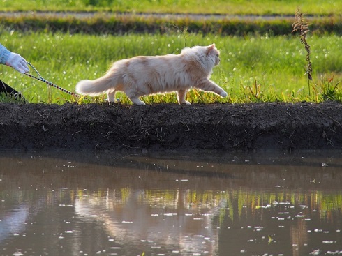 ねとらぼ生物部編集長