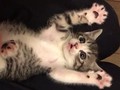 こしょ・こしょ・ぱっ！　飼い主さんの動きにつられてバンザイしちゃう子猫が悶絶級のかわいさ