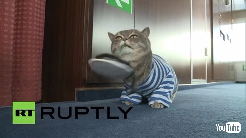 ロシア豪華客船の船長猫