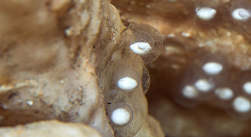 ホライモリの卵