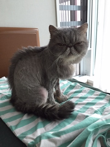 ねとらぼ生物部編集長