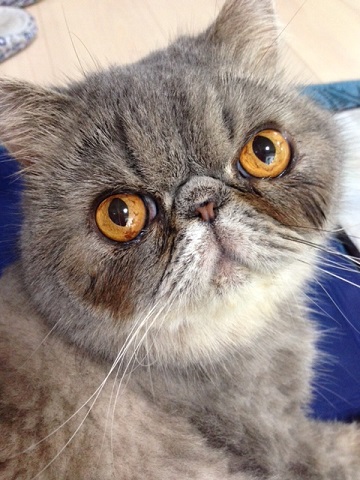 ねとらぼ生物部編集長