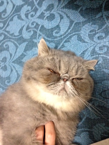 ねとらぼ生物部編集長