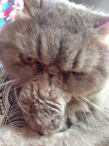 ねとらぼ生物部編集長