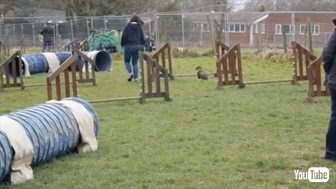 犬
