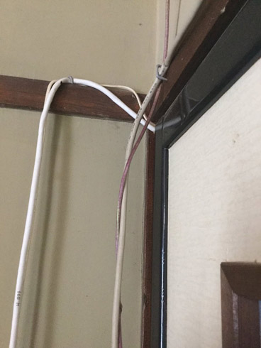 ケーブルだと思ったらツタ