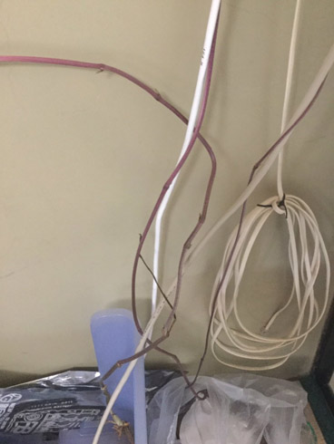 ケーブルだと思ったらツタ