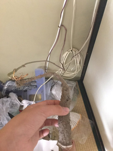 ケーブルだと思ったらツタ