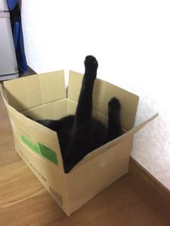 猫神家の一族