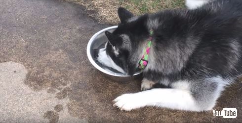 シベリアンハスキー