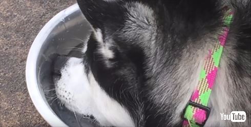 シベリアンハスキー