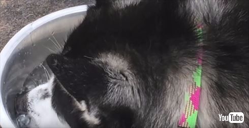 シベリアンハスキー