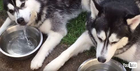 シベリアンハスキー