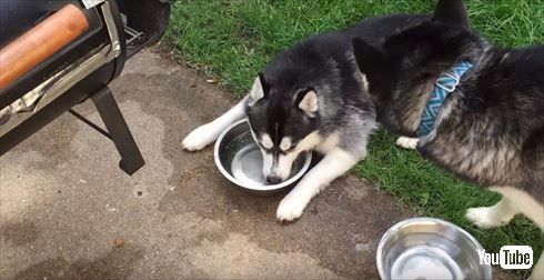 シベリアンハスキー