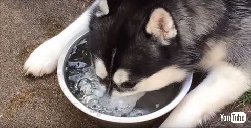 シベリアンハスキー