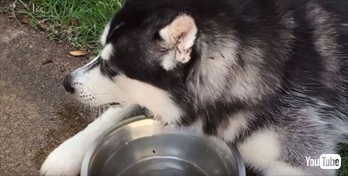 シベリアンハスキー