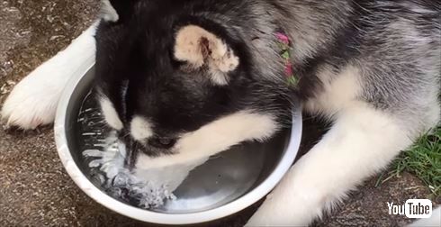 シベリアンハスキー