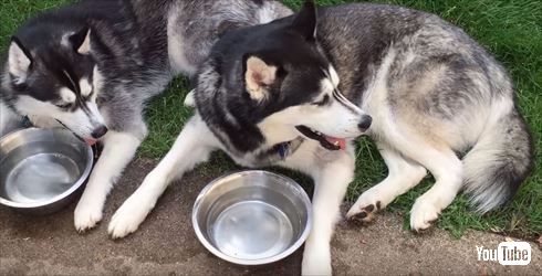 シベリアンハスキー