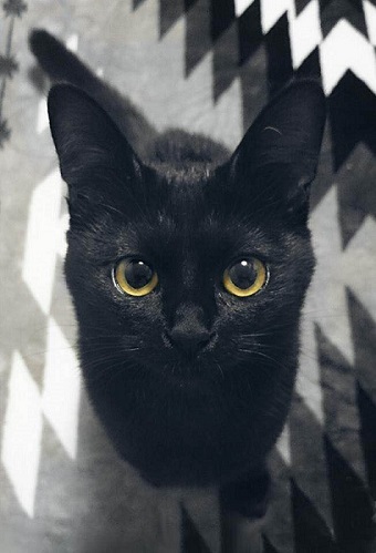 ねとらぼ生物部編集長