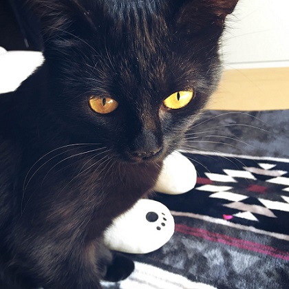 ねとらぼ生物部編集長