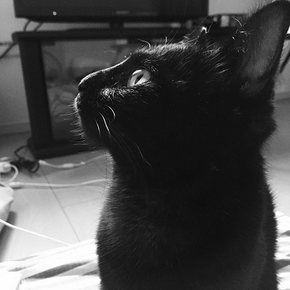 ねとらぼ生物部編集長