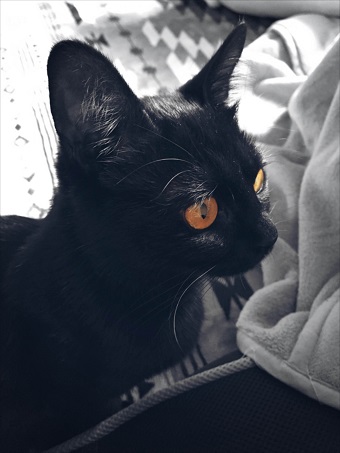 ねとらぼ生物部編集長