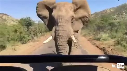 シュワちゃん、南アフリカで象に追い掛け回される
