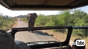 シュワちゃん、南アフリカで象に追い掛け回される