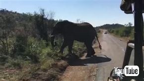 シュワちゃん、南アフリカで象に追い掛け回される