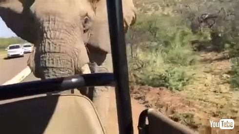シュワちゃん、南アフリカで象に追い掛け回される