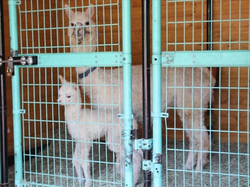 盛岡市動物公園アルパカの赤ちゃん
