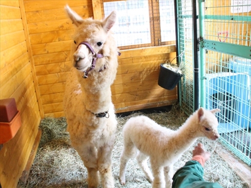 盛岡市動物公園アルパカの赤ちゃん