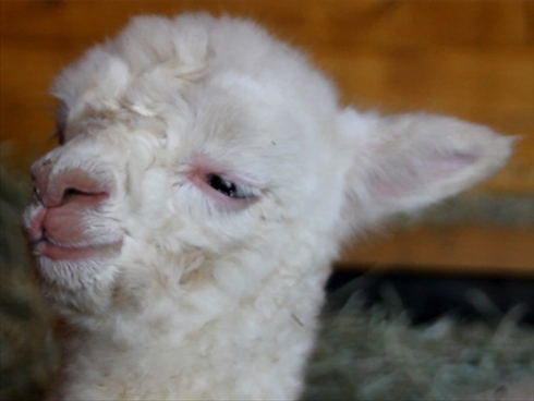 盛岡市動物公園アルパカの赤ちゃん