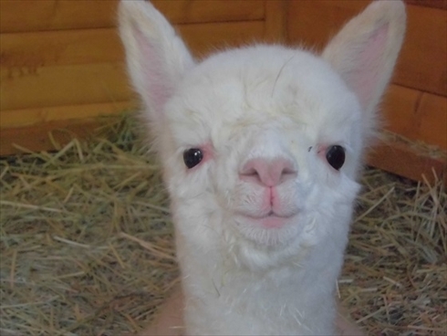 盛岡市動物公園アルパカの赤ちゃん