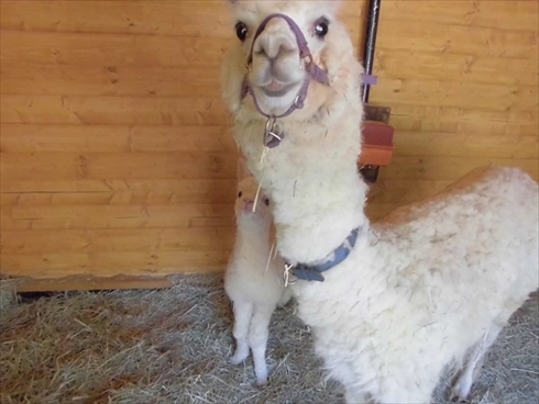 盛岡市動物公園アルパカの赤ちゃん