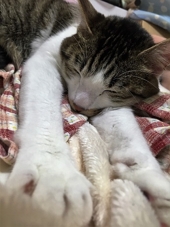 ねとらぼ生物部編集長