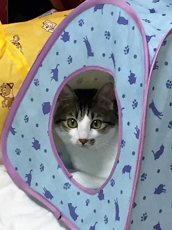 ねとらぼ生物部編集長