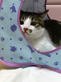 ねとらぼ生物部編集長