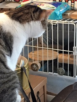 ねとらぼ生物部編集長