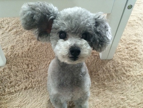 ねとらぼ生物部編集長