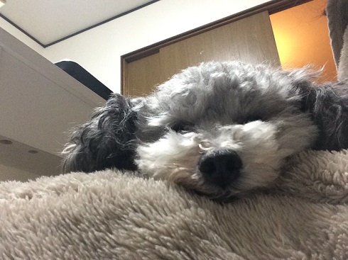 ねとらぼ生物部編集長