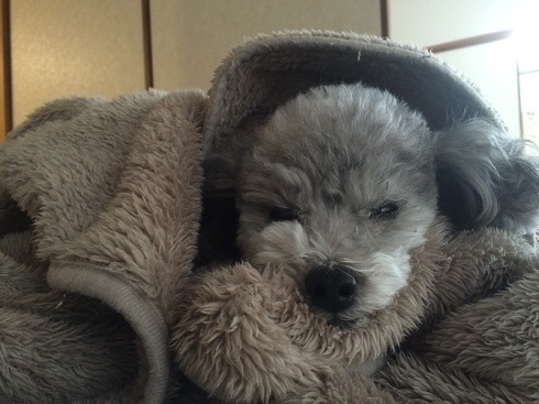 ねとらぼ生物部編集長